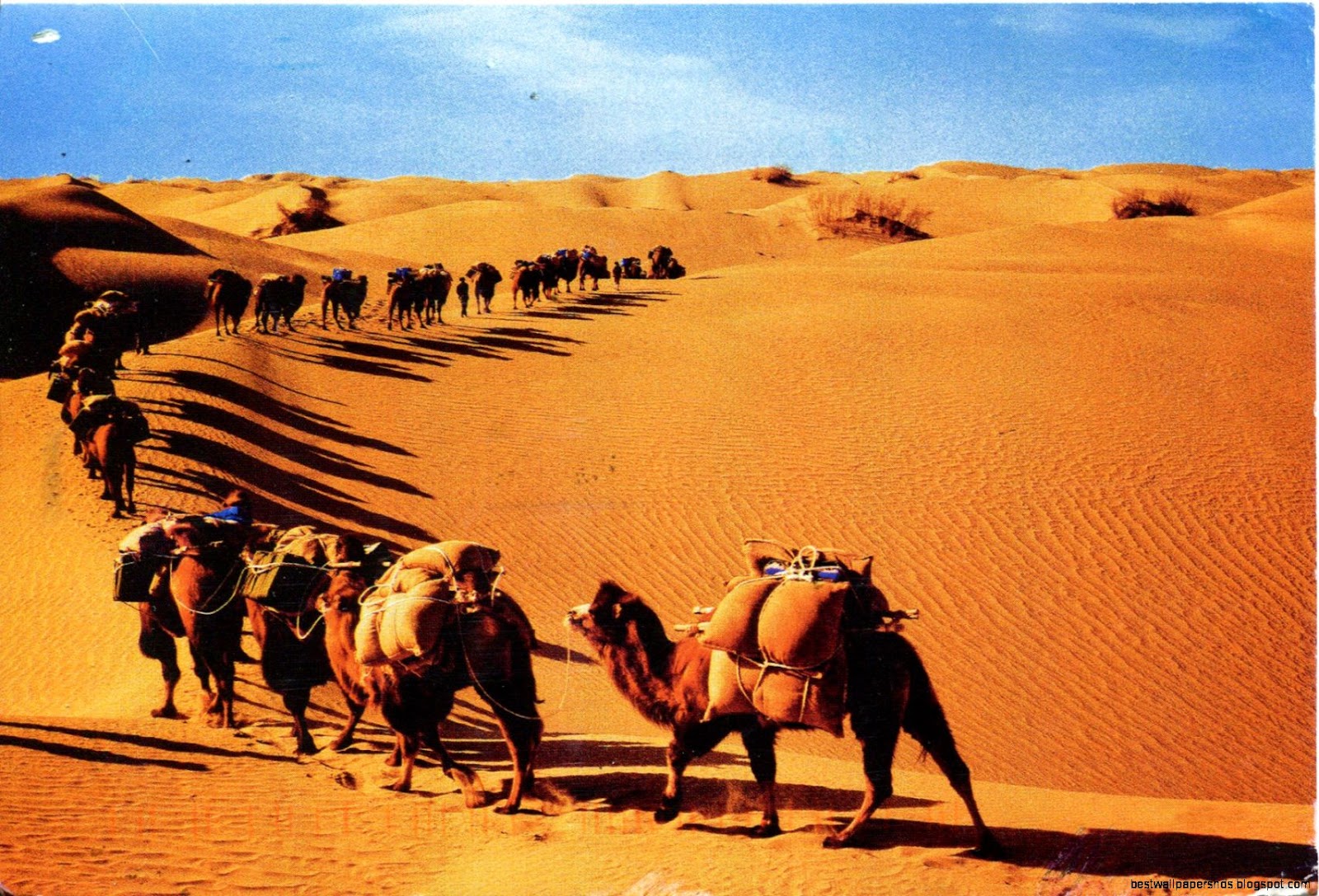 Desert Caravan Desert Caravan