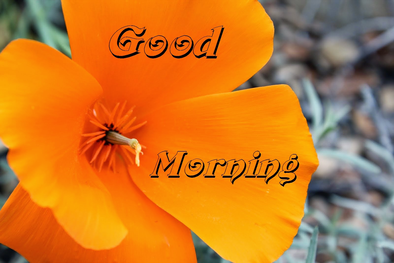 Good Morning Hot Pictures, Sexy Morning Wallpapers Festival Chaska