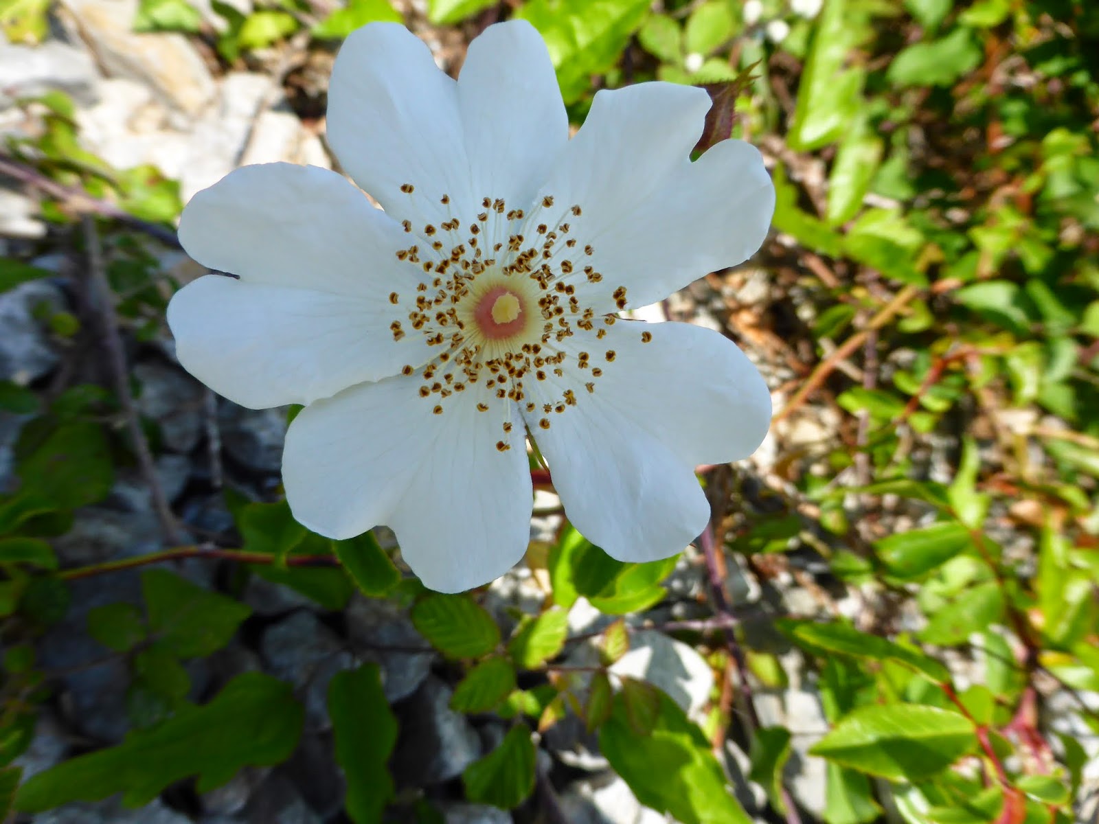 .Elaine's blog... Wildflowers of Northern Spain