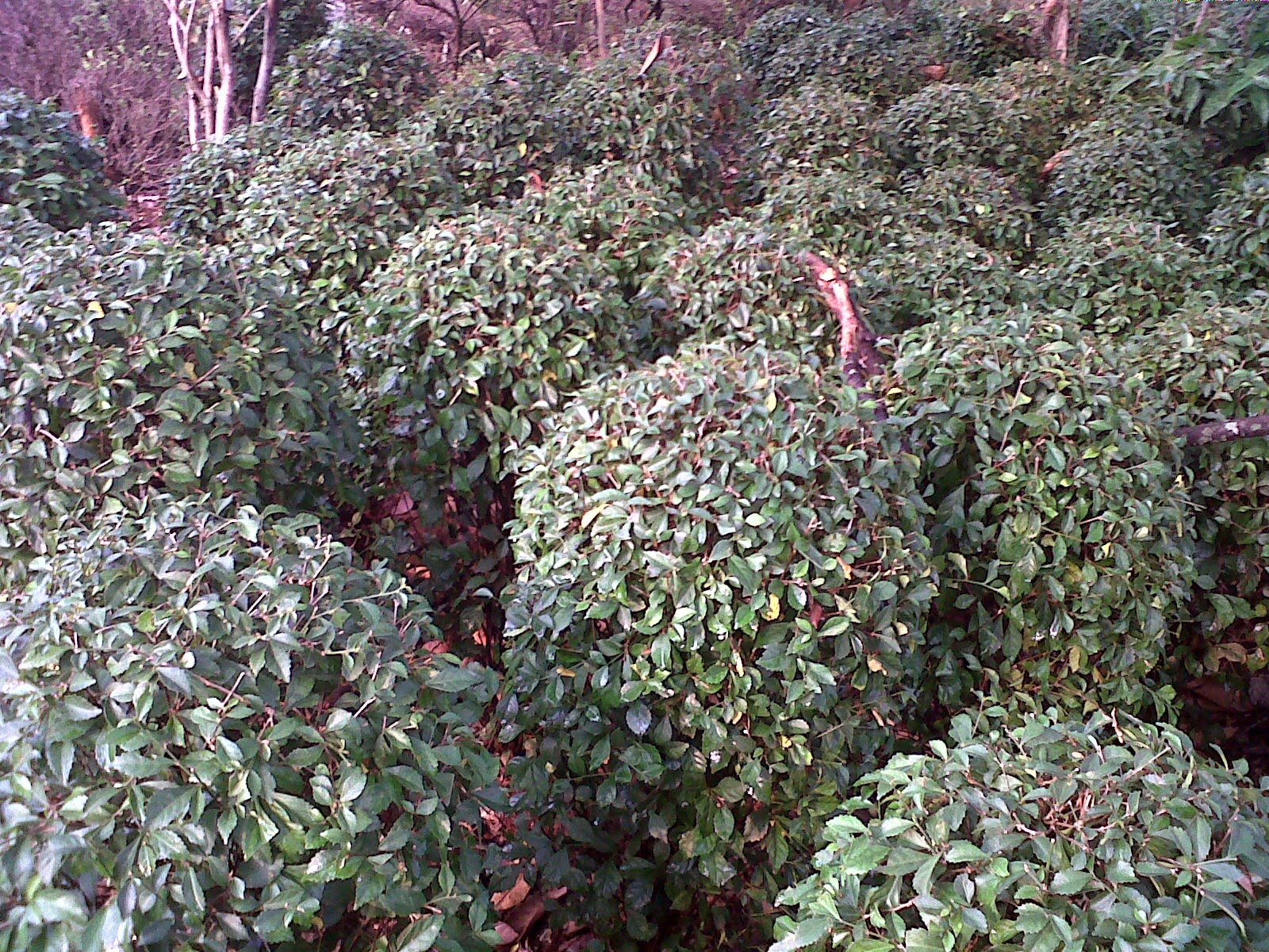 Pohon teh-tehan bulat | suplier tanman hias | jasa tukang taman | renovasi taman