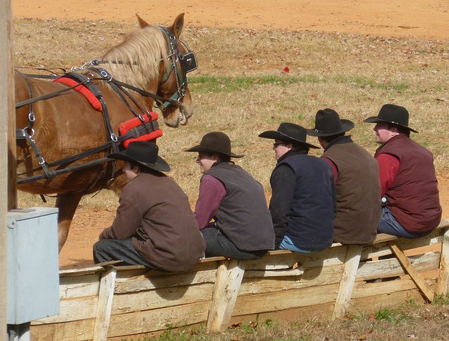Pratie Place Dixie Draft Horse, Mule, and Carriage Auction, November 2012