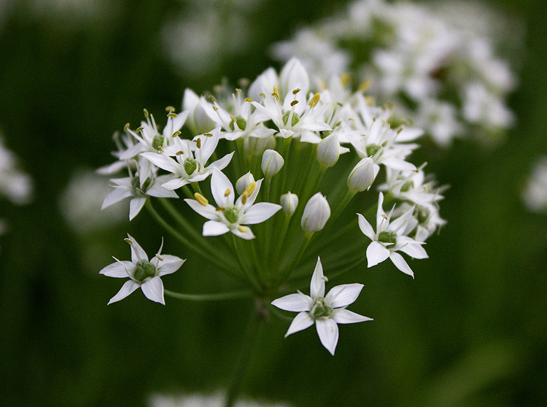 Rurification Garlic Chives