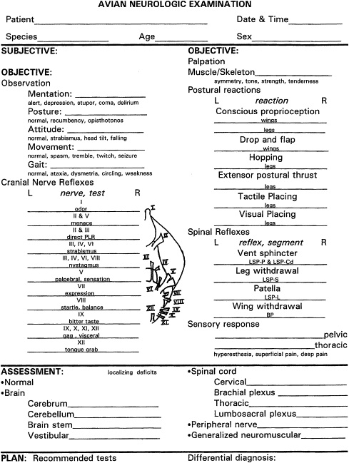 veterinary examination