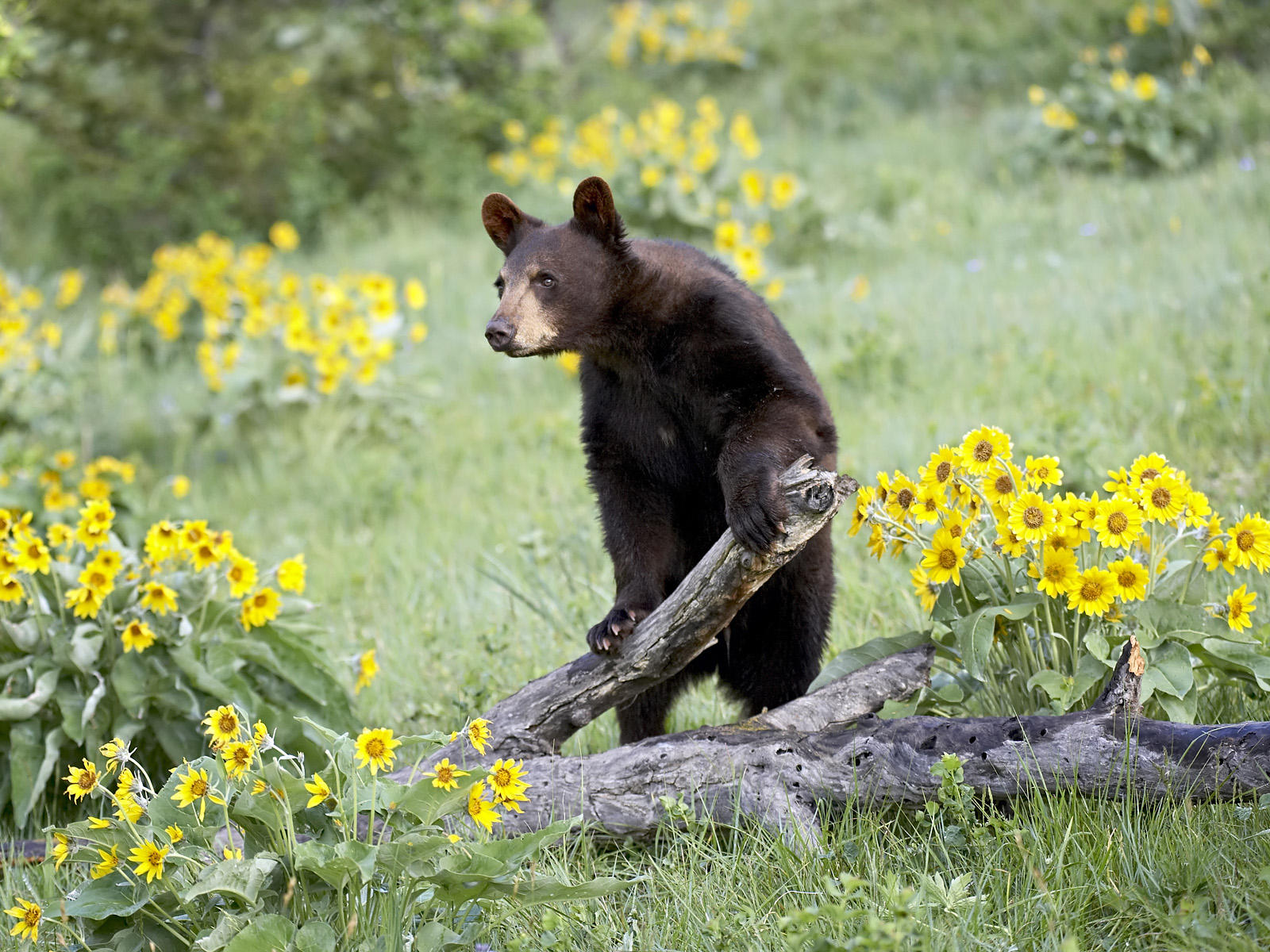 HD Desktop Wallpaper: black bear pictures