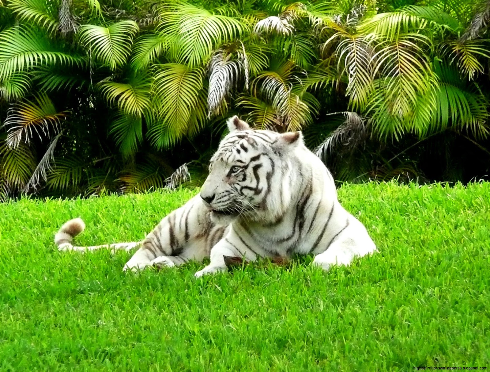 Miami Metro Zoo White Bengal Tiger Miami Metro Zoo White Bengal Tiger