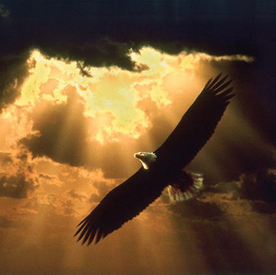 FOTO AGUILAS VOLANDO foto aguilas volando: