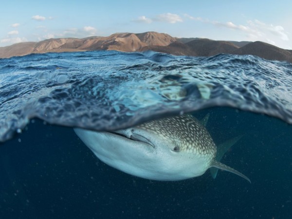 Whale Shark, Gulf of Tadjoura Whale Shark, Gulf of Tadjoura
