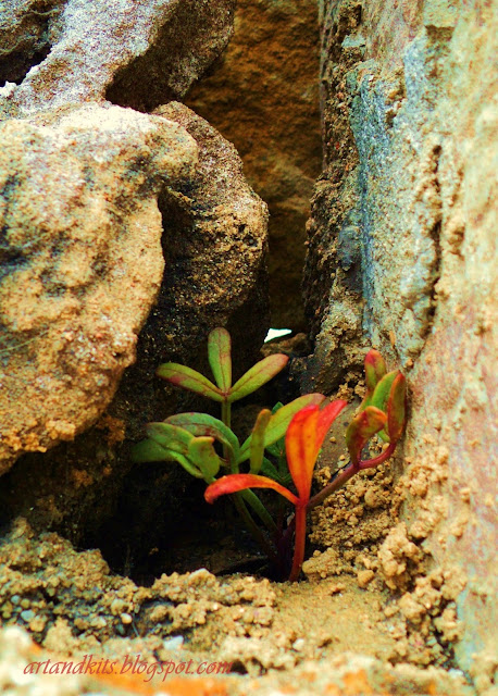 As imagens mais bonitas, para mim... são aquelas que reflectem a dignidade. / The most beautiful images to me... are those which reflect dignity.