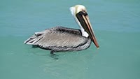 PELICAN