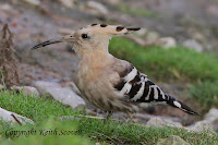 http://keithscovell.blogspot.co.uk/search/label/Hoopoe