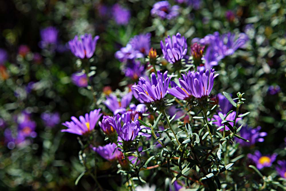 Space Coast Wildflowers Missouri Wildflowers, October 2011