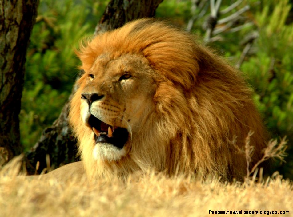 African Lion African Lion