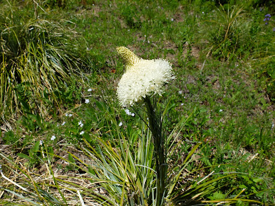 Xerophyllum tenax (bear grass) Bloom