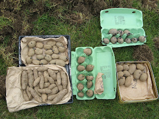 mixed potatoes ready for planting