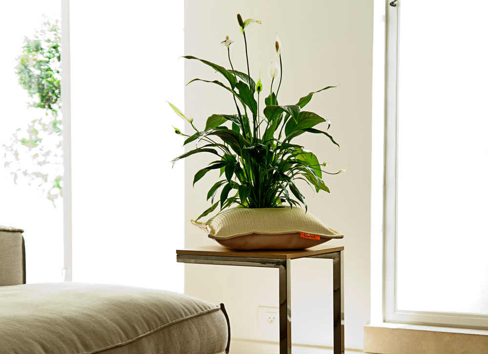 Studio Libel’s Pillow Pots decorates your home creatively Spicytec