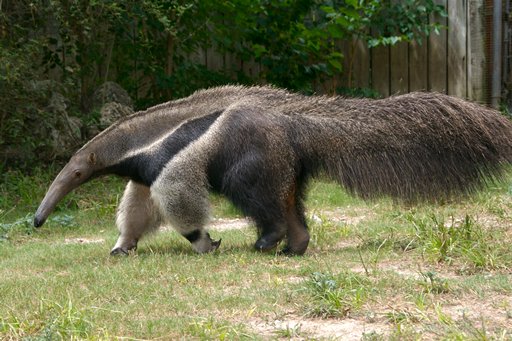Biggest Anteater
