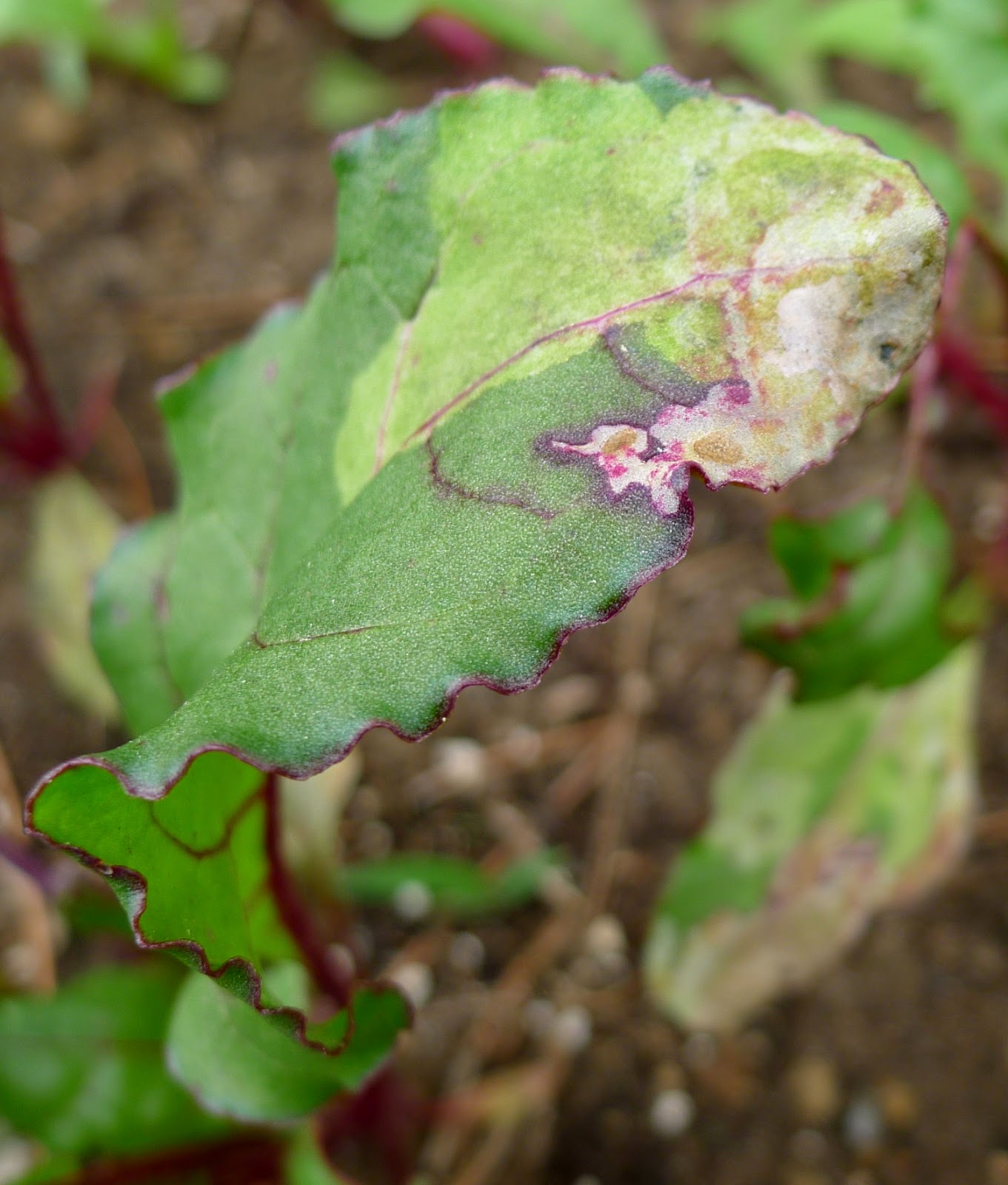 Leaf miner damage on beet leaf, organic pest control, urban farming