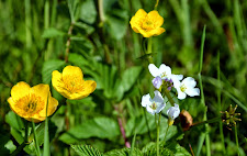 King Cups and Cuckoo Flower