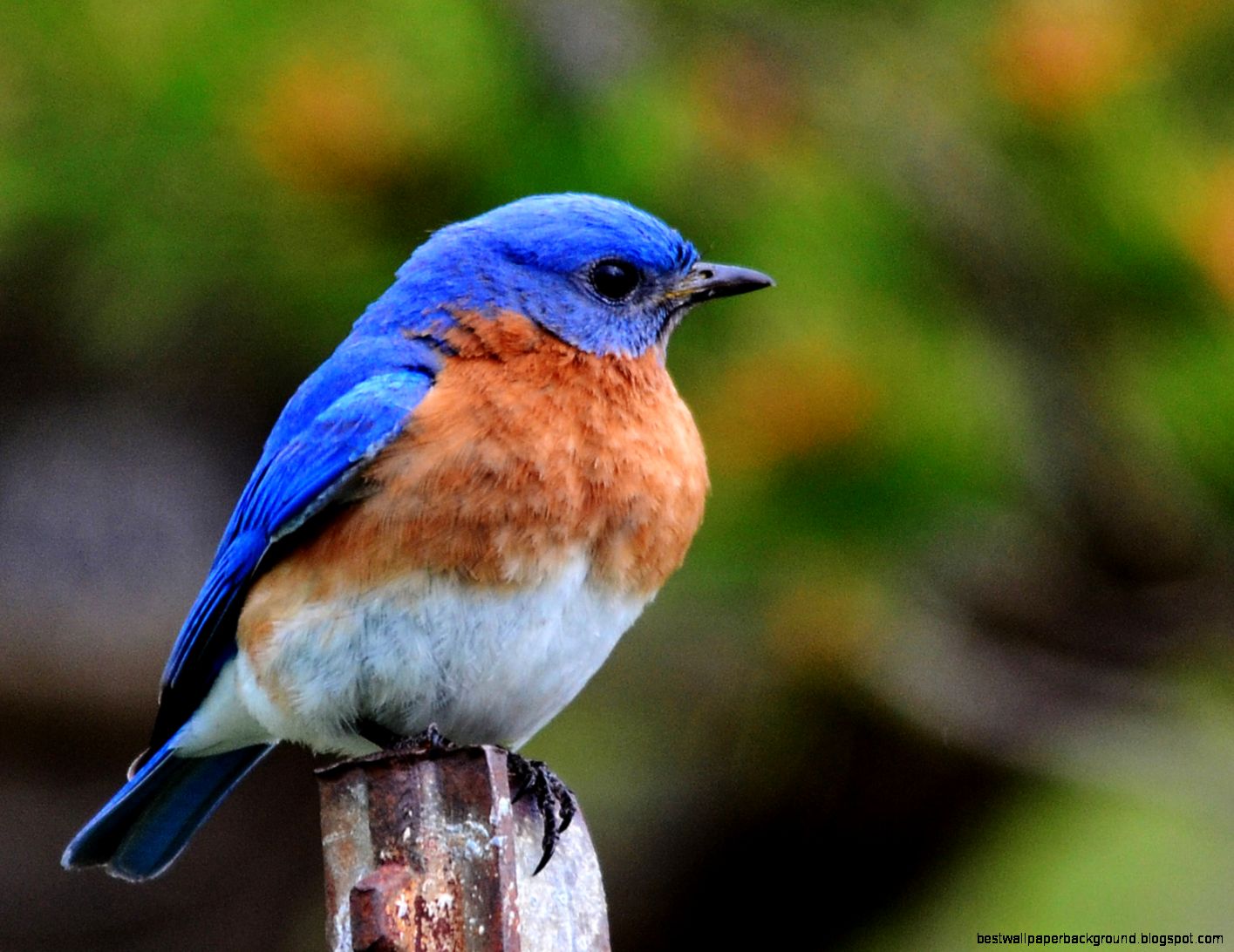 High Quality Bluebird Wallpaper Full HD Pictures High Quality Bluebird Wallpaper Full HD Pictures