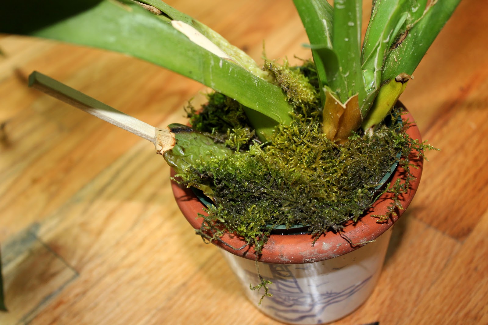 Buds on my oncidium moss pole planting. Perhaps it being such a pain to  water is worth it! : r/orchids