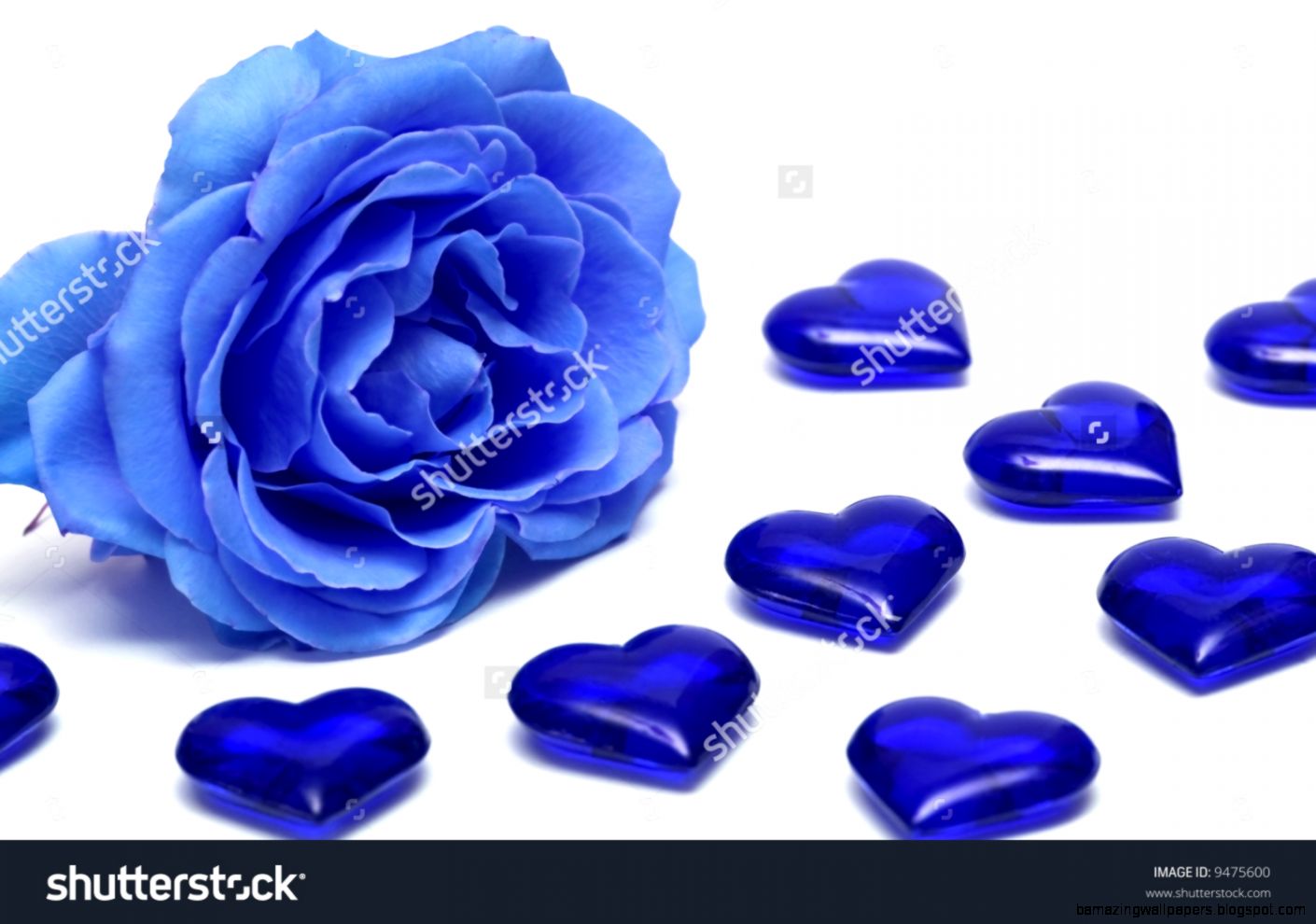 Blue Rose With Hearts Over White Background Stock Photo 9475600 Blue Rose With Hearts Over White Background Stock Photo 9475600