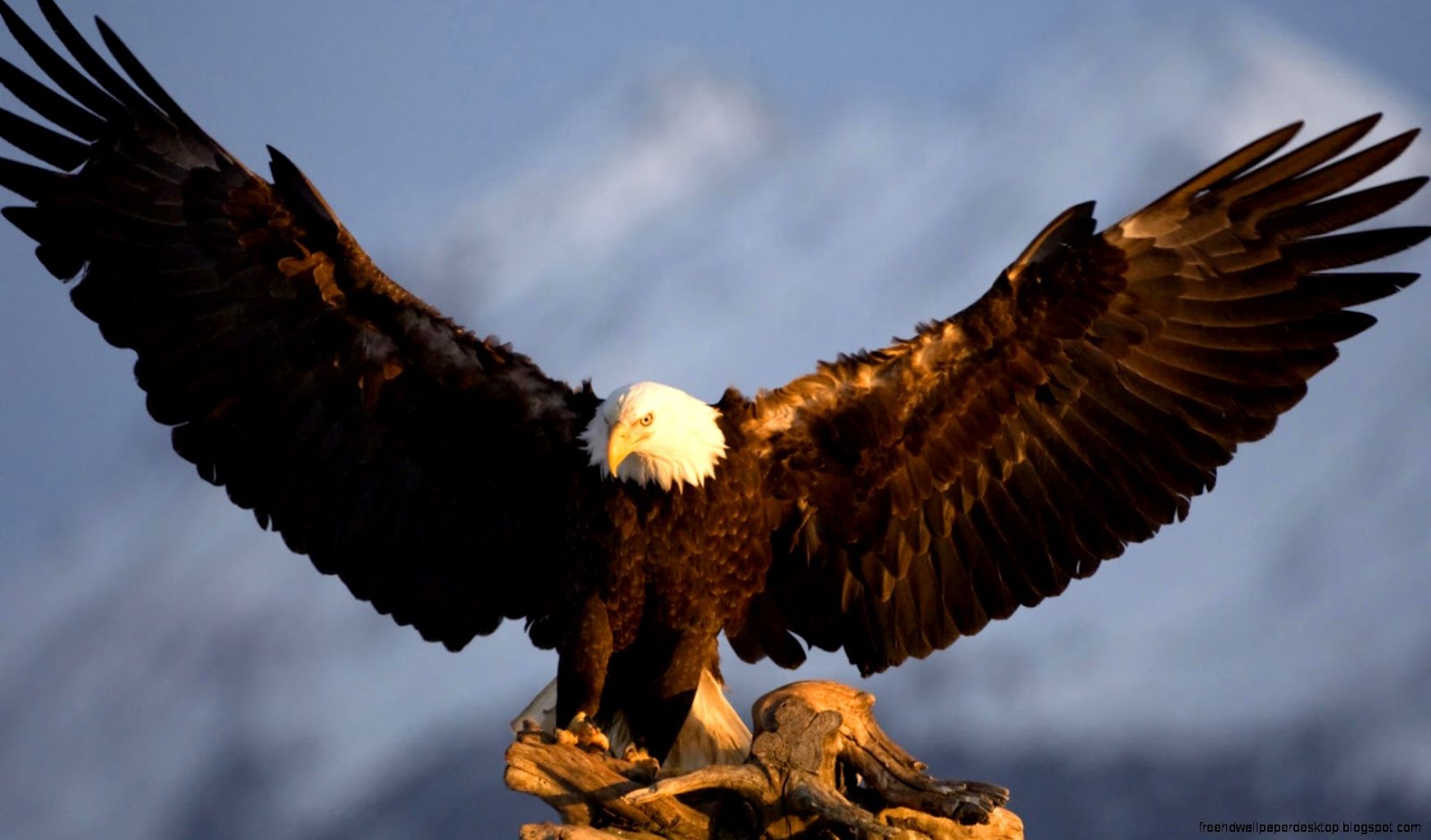 Beautiful American Bald Eagle Beautiful American Bald Eagle