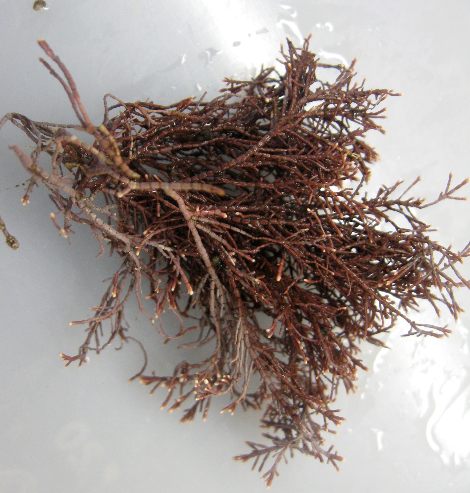 Between the Tides of Nova Scotia Corallina officinalis (Branching