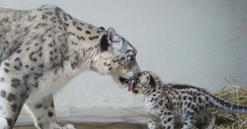 Resultado de imagen de o leopardo das neves de que se alimenta