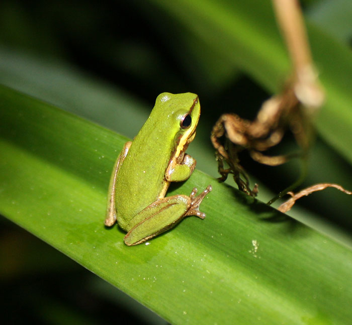 Eastern Dwarf Tree Frog Litoria fallax