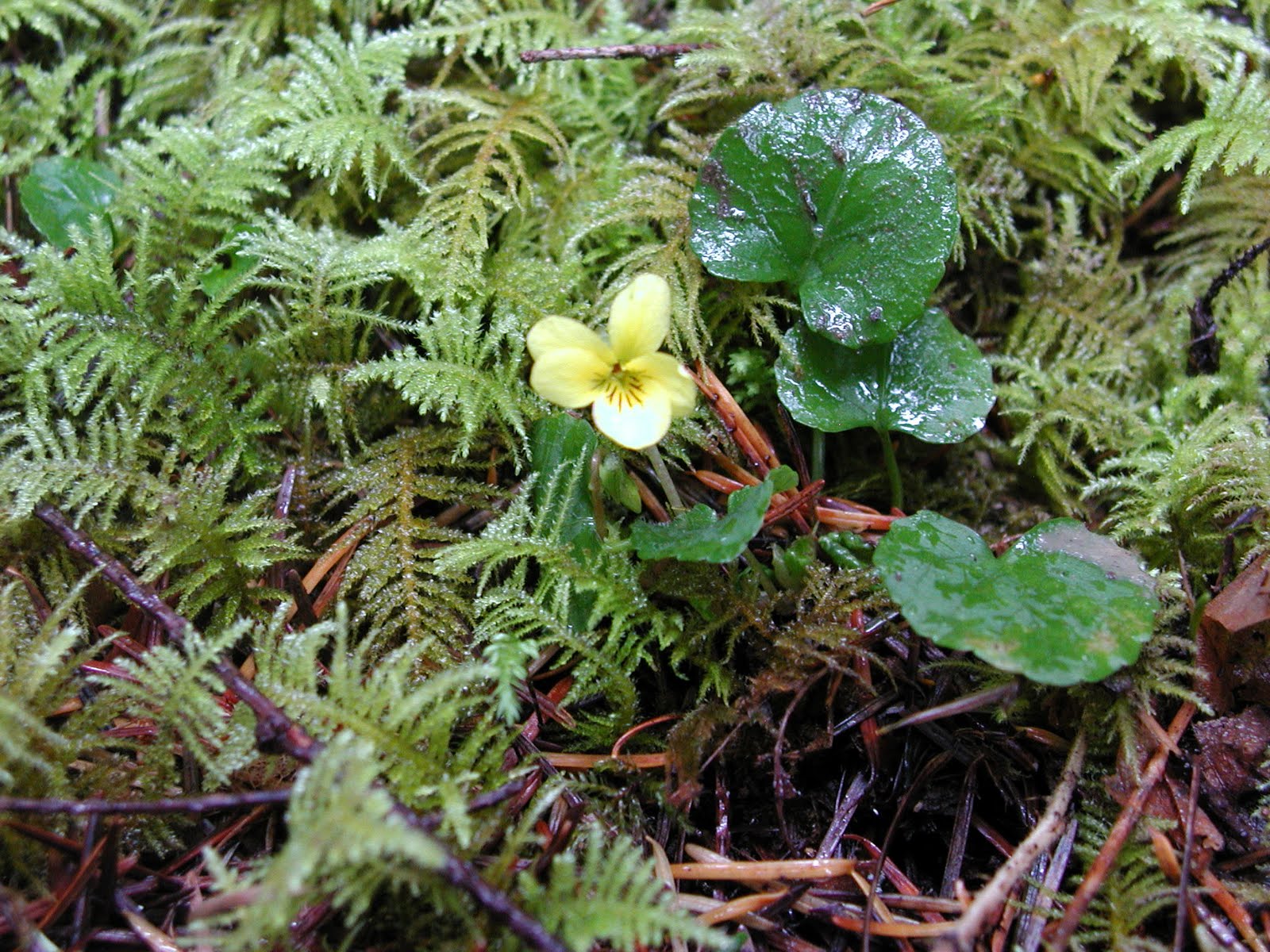 Wildwood Flower A Mountain Hearth