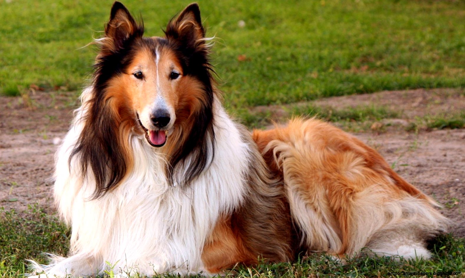 collie dog lovely image free download dog wallpapers for collie dog lovely image free download dog wallpapers for