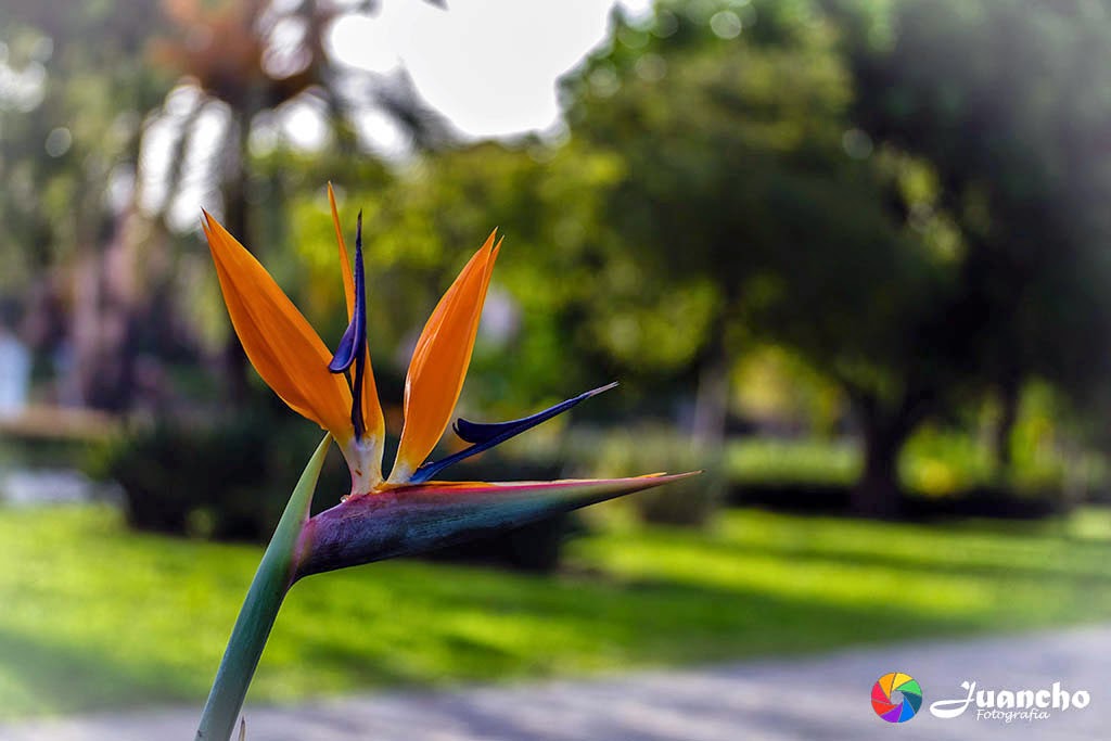 Strelitzia Reginae - Ave del Paraiso