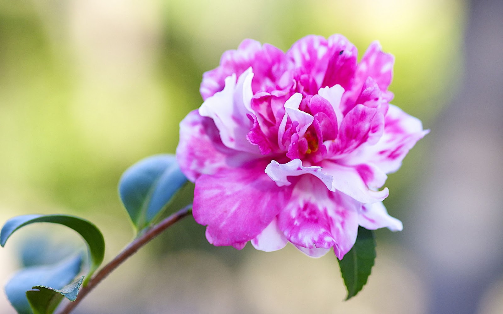Camellia Flower Beautiful Desktop Wallpapers | Cool Desktop Wallpapers