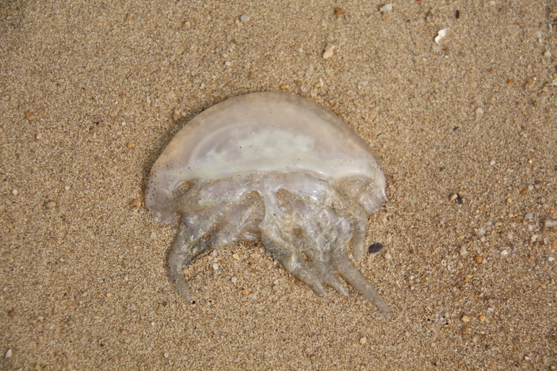 Fossil CSI Comparing a fossil jellyfish found at Solnhofen with