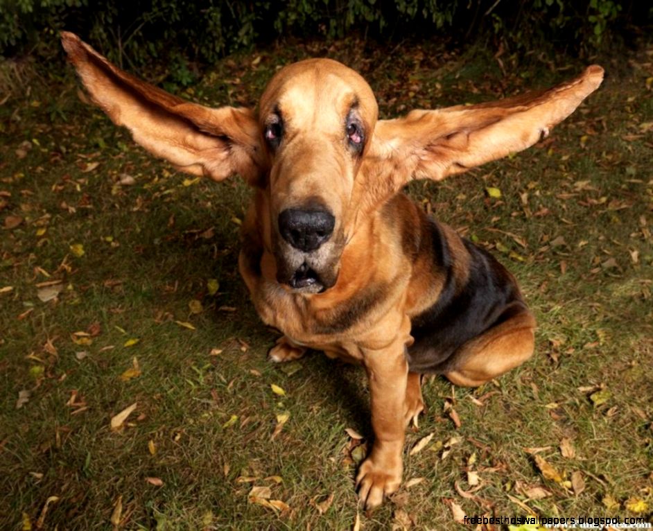 Longest Dog Ears Longest Dog Ears