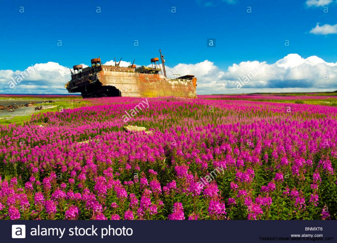 Scenic View Of A Field Of Fireweed With The Stranded Ss Coldbrook Scenic View Of A Field Of Fireweed With The Stranded Ss Coldbrook