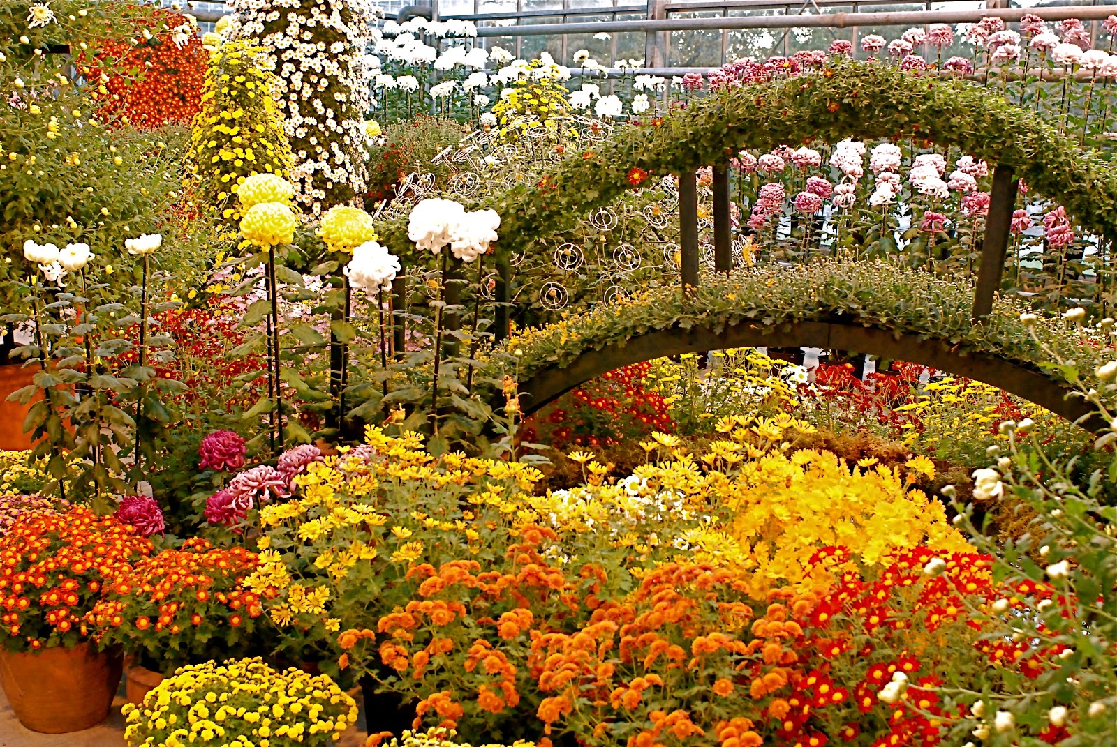 NYC ♥ NYC: The Beauty of "Kiku": Japanese Chrysanthemums at the New ...