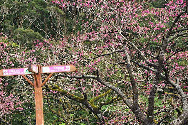 sign, cherry blossoms, trees, mountain