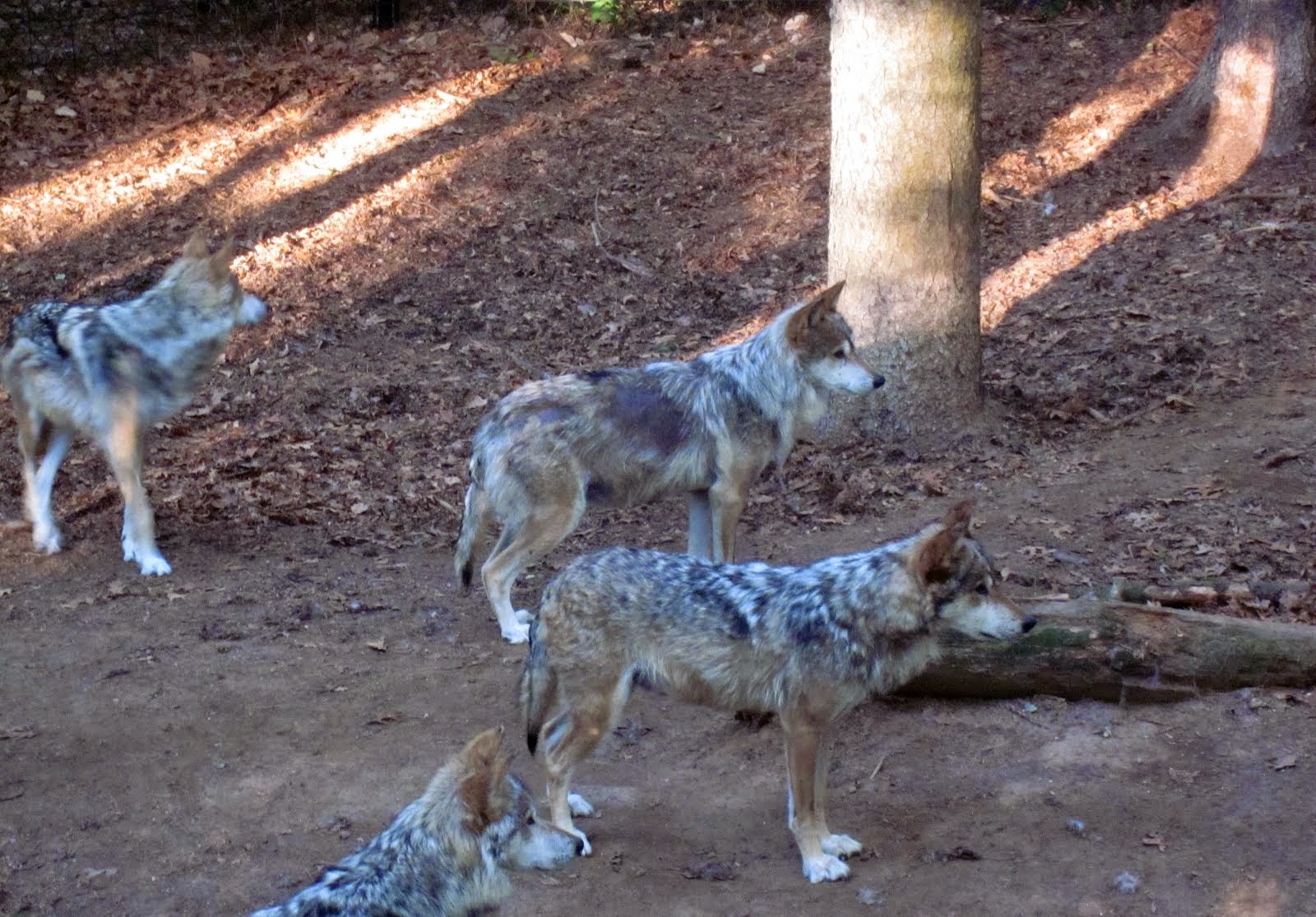 Mexican Gray Wolves, Michigan