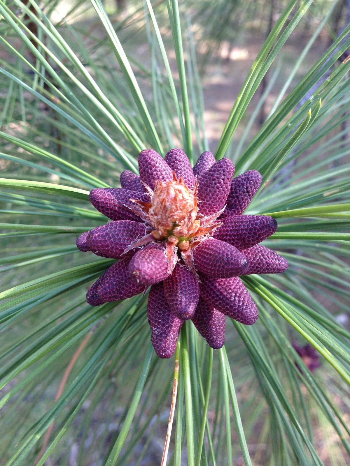 Actinic Keratoses and Carac (fluorouracil) cream why is this so expensive?