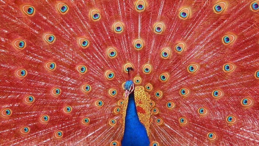 FunReadings: Red Peacock (Tenali Rama)