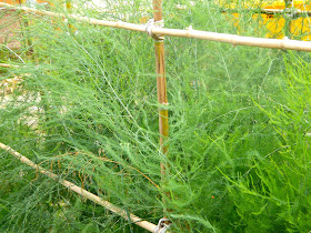 P O T A G E R: Meadowbrook Acres Garden Tour