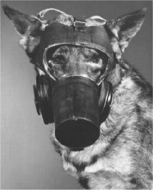 dog gas mask dog gas mask