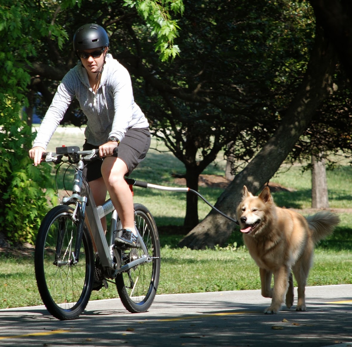 Bike Belle Jak przewozić zwierzęta na rowerze?