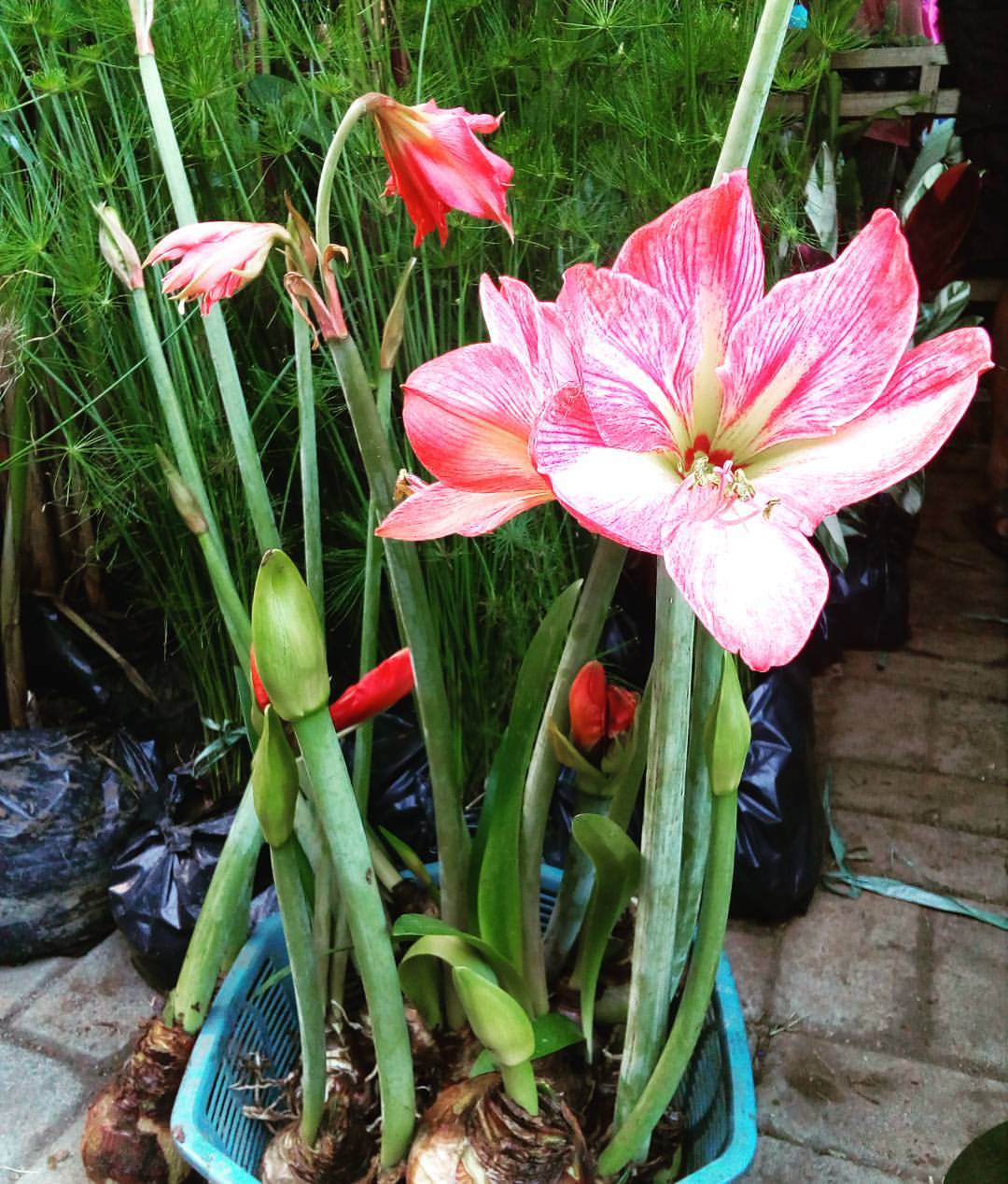 Mrs. Wise AMARYLLIS MY LUCKY FLOWER