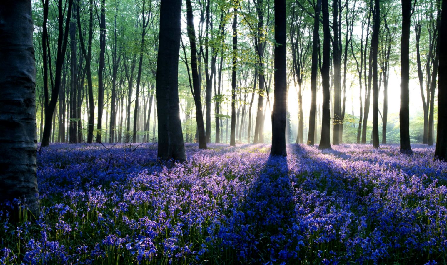 Forest Wallpaper Collection 37 Forest Wallpaper Collection 37
