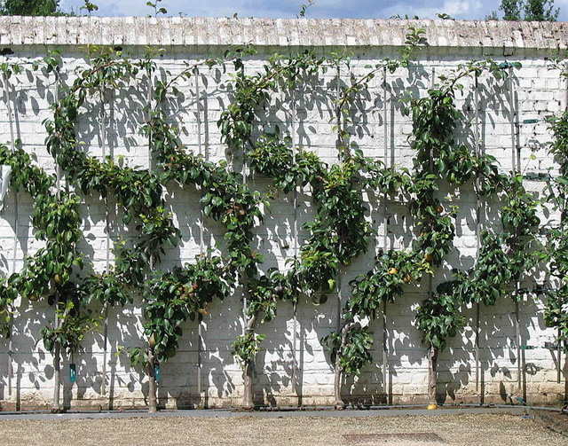 Você sabe o que é Espalier
