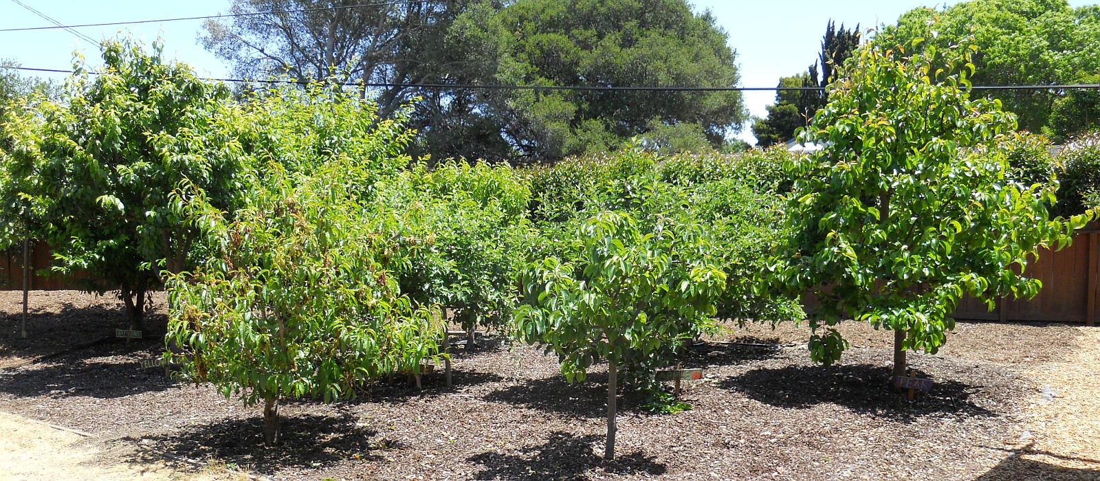 New Beginnings Organic Garden