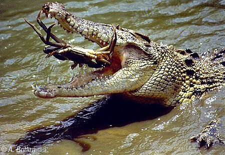 crocodile-eating-crab.jpg