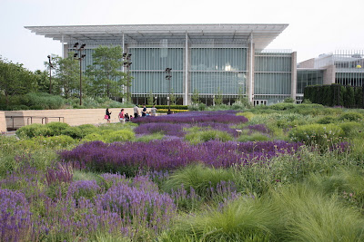 Salvia Lurie Garden Art Institute